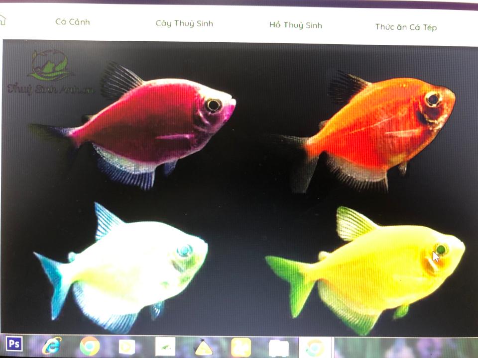 Cá cánh buồm-duoc-ban-tai-Sỹ Thanh Aquarium Hà Tĩnh