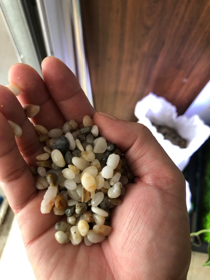 Sỏi muối tiêu-duoc-ban-tai-Sỹ Thanh Aquarium Hà Tĩnh