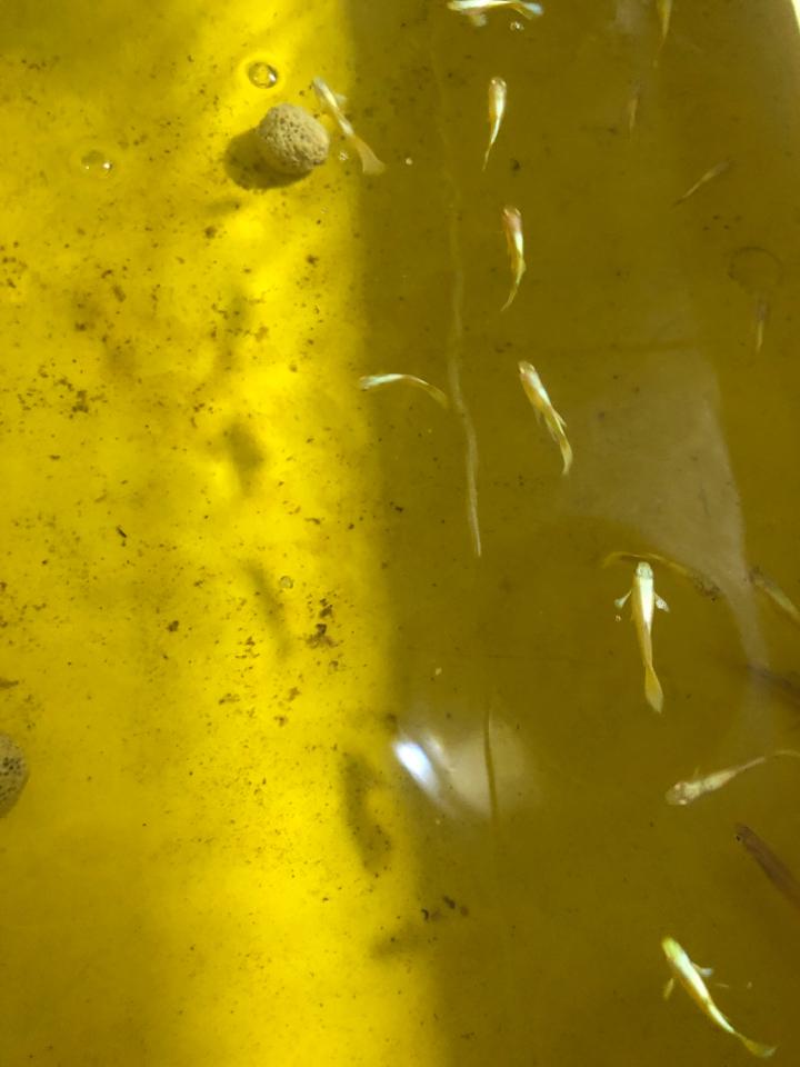 Fullgold-duoc-ban-tai-Sỹ Thanh Aquarium Hà Tĩnh