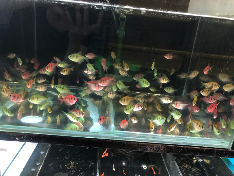 Buồm vây dài-duoc-ban-tai-Sỹ Thanh Aquarium Hà Tĩnh