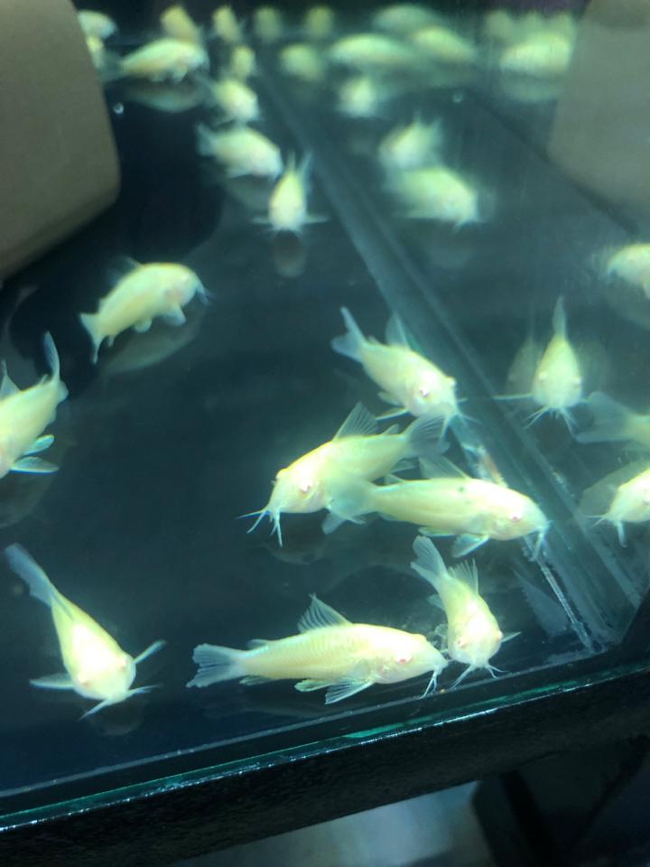 Chuột trắng-duoc-ban-tai-Sỹ Thanh Aquarium Hà Tĩnh