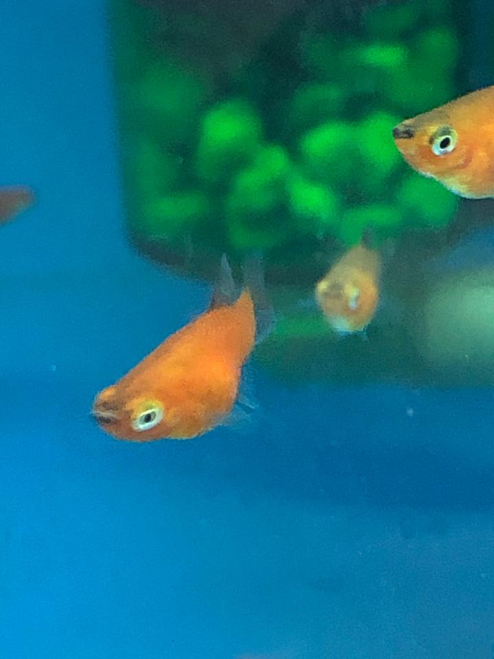 Mún lửa đuôi nhọn-duoc-ban-tai-Sỹ Thanh Aquarium Hà Tĩnh