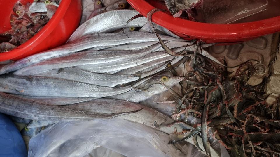 CÁ HỐ TƯƠI-duoc-ban-tai-Hải Sản Xuân Tiếng
