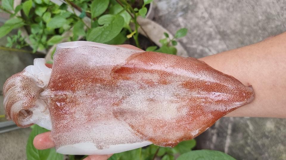 MỰC ỐNG 1 NẮNG-duoc-ban-tai-Hải Sản Xuân Tiếng