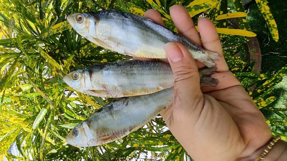 Khô cá trích-duoc-ban-tai-Hải Sản Xuân Tiếng