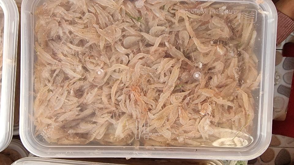 Ruốt tươi-duoc-ban-tai-Hải Sản Xuân Tiếng
