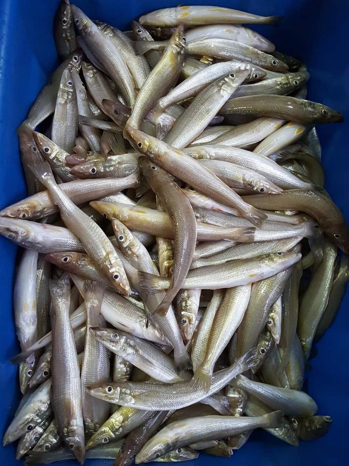 Cá đục-duoc-ban-tai-Hải Sản Xuân Tiếng
