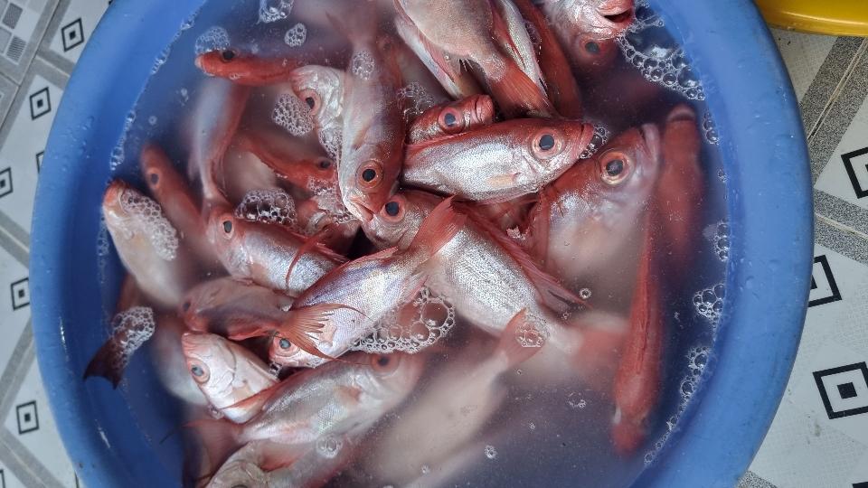 Cá bã trầu-duoc-ban-tai-Hải Sản Xuân Tiếng