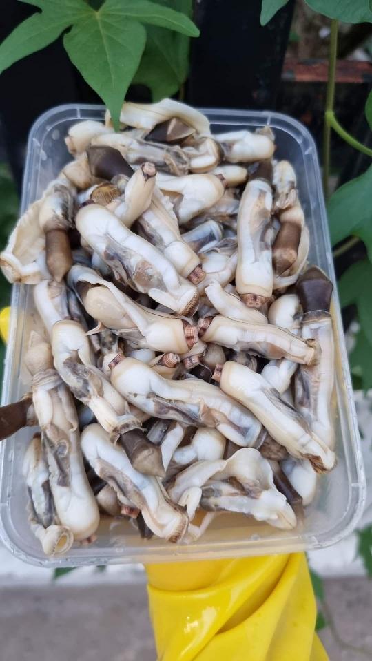Ruột sò móng tay-duoc-ban-tai-Hải Sản Xuân Tiếng