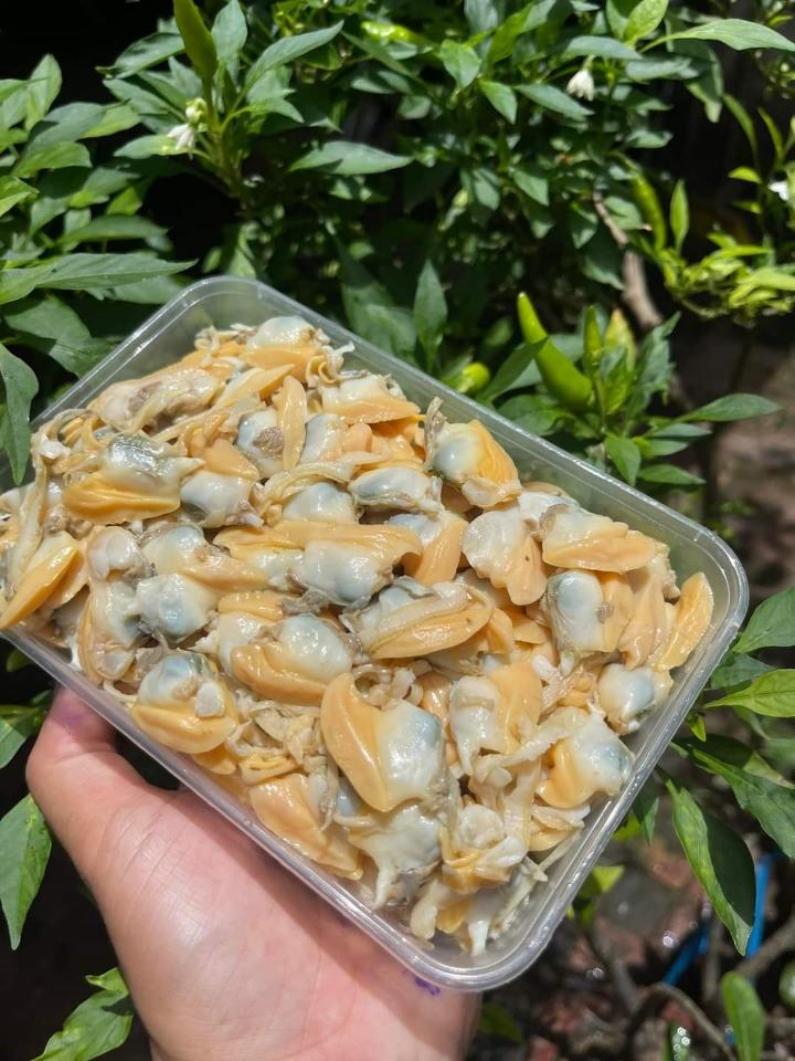 Sò lụa vỏ-duoc-ban-tai-Hải Sản Xuân Tiếng