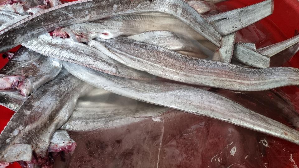 CÁ HỐ TƯƠI-duoc-ban-tai-Hải Sản Xuân Tiếng