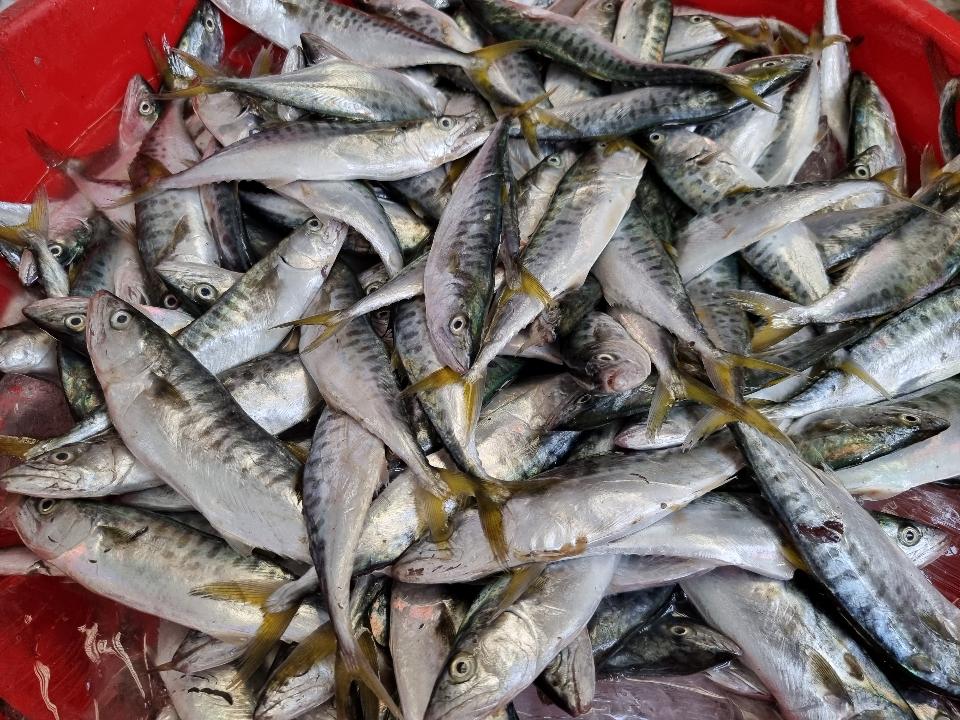 CÁ ẢO MUỐI XƯ-duoc-ban-tai-Hải Sản Xuân Tiếng