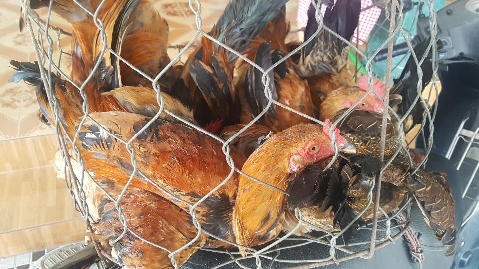Gà mái dầu-duoc-ban-tai-Hải Sản Xuân Tiếng