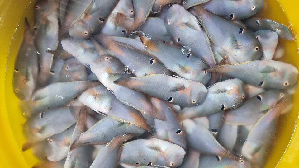 Cá mó-duoc-ban-tai-Hải Sản Xuân Tiếng
