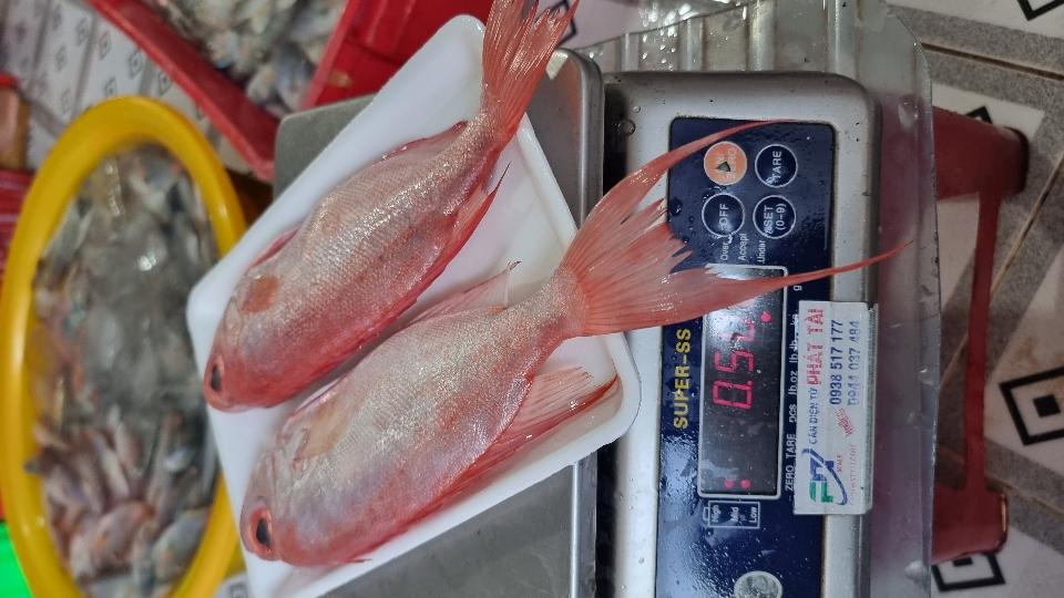 Cá bã trầu-duoc-ban-tai-Hải Sản Xuân Tiếng