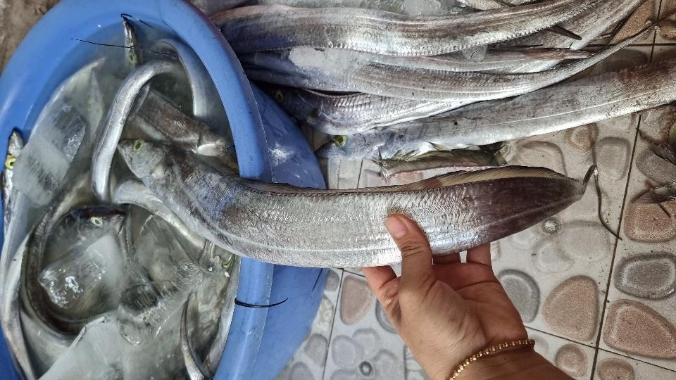 CÁ HỐ TƯƠI-duoc-ban-tai-Hải Sản Xuân Tiếng