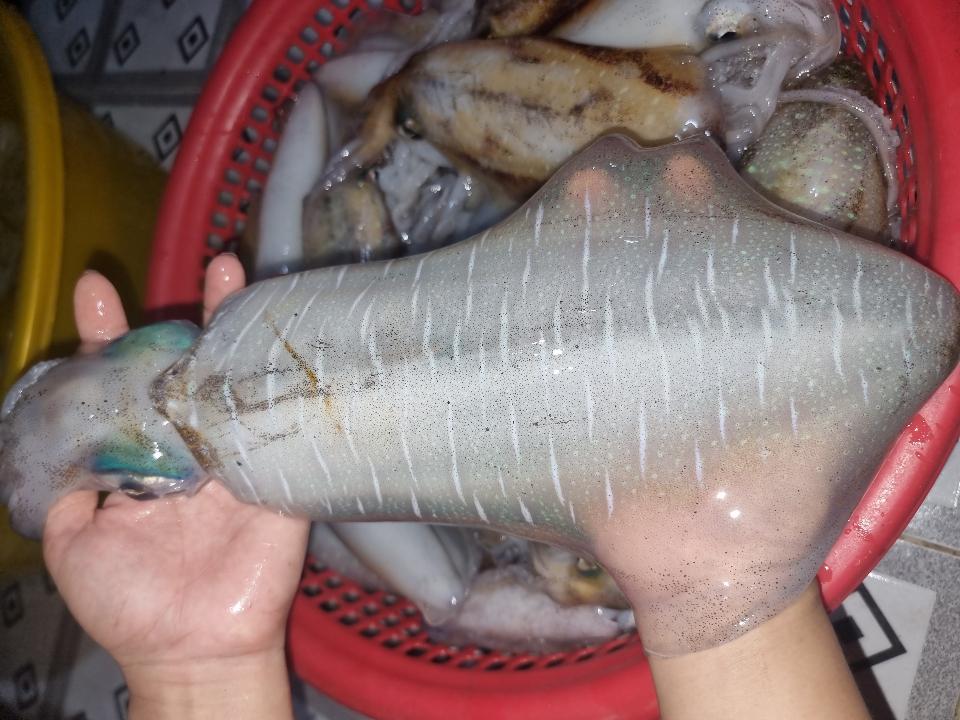 MỰC LÁ TƯƠI-duoc-ban-tai-Hải Sản Xuân Tiếng