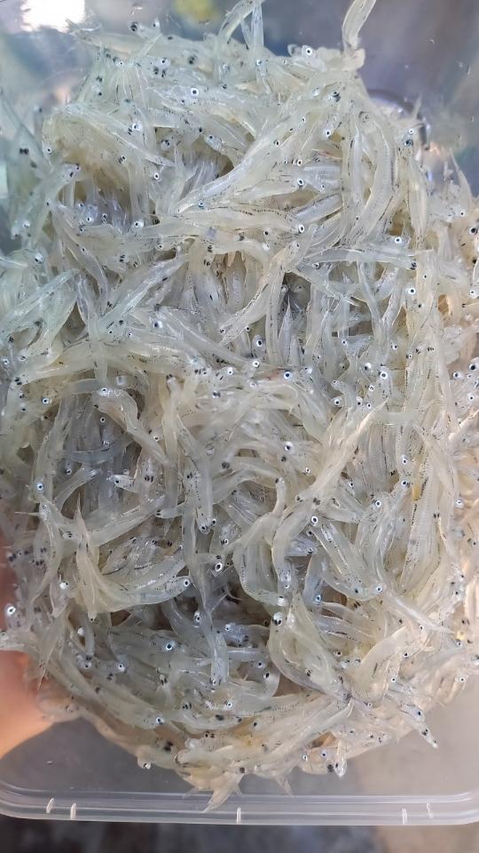 Cá cơm mờm ( cơm sữa)-duoc-ban-tai-Hải Sản Xuân Tiếng