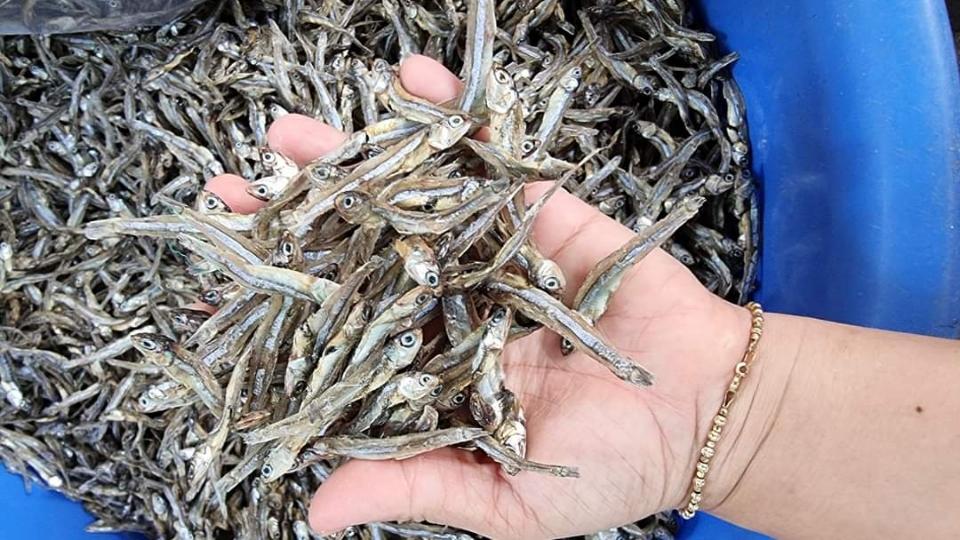 Khô cá cơm than-duoc-ban-tai-Hải Sản Xuân Tiếng