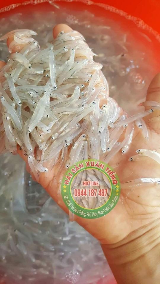 Cá cơm mờm ( cơm sữa)-duoc-ban-tai-Hải Sản Xuân Tiếng