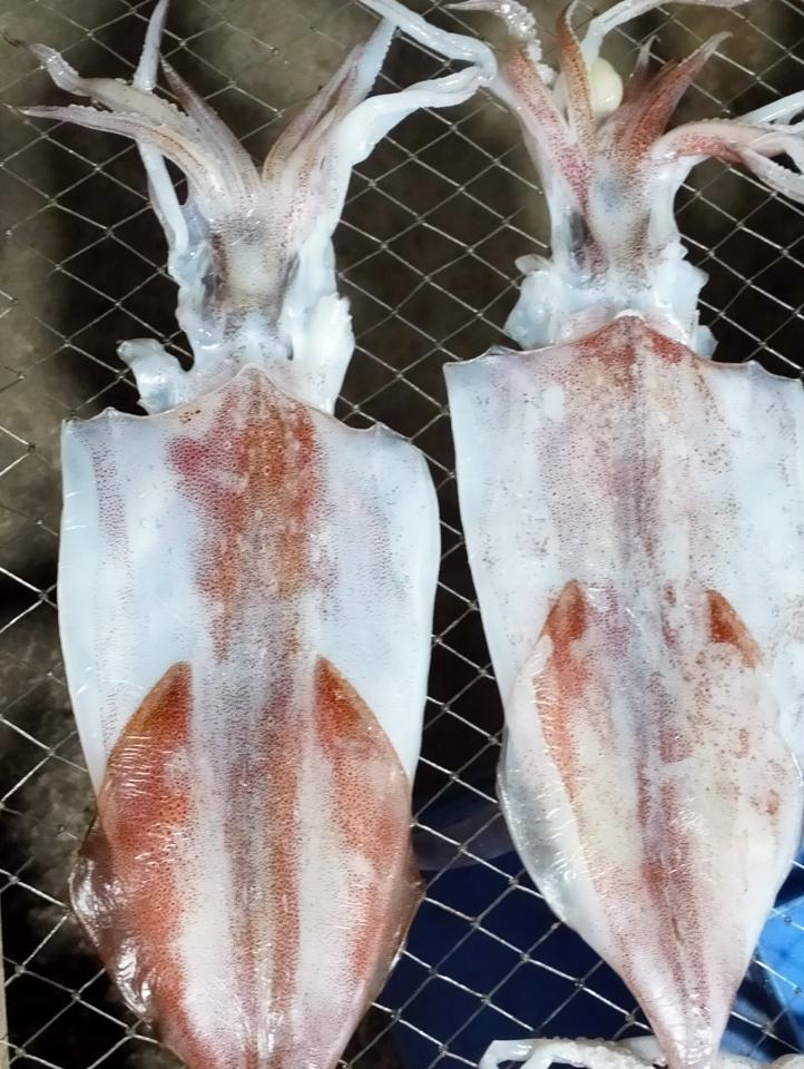 MỰC DẺO-duoc-ban-tai-Hải Sản Xuân Tiếng