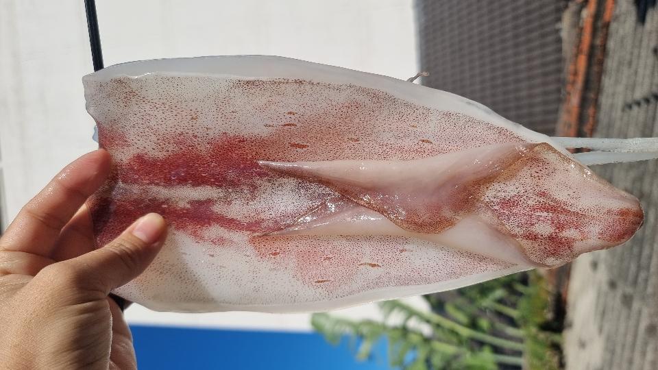 MỰC DẺO-duoc-ban-tai-Hải Sản Xuân Tiếng