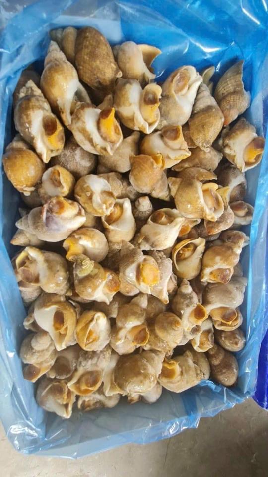 Ốc bullot Sofimar S20/30-duoc-ban-tai-CTy TNHH SX&XNK THỰC PHẨM XANH - HẢI PHÒNG