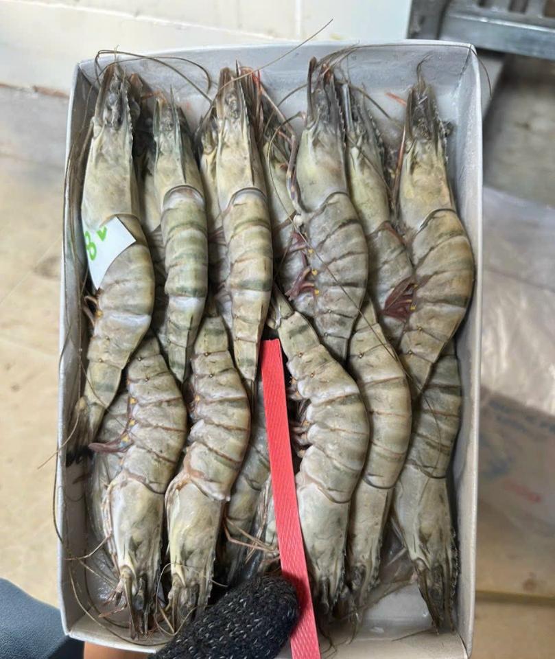 Tôm Sú Hộp size 18-duoc-ban-tai-CTy TNHH SX&XNK THỰC PHẨM XANH - HẢI PHÒNG