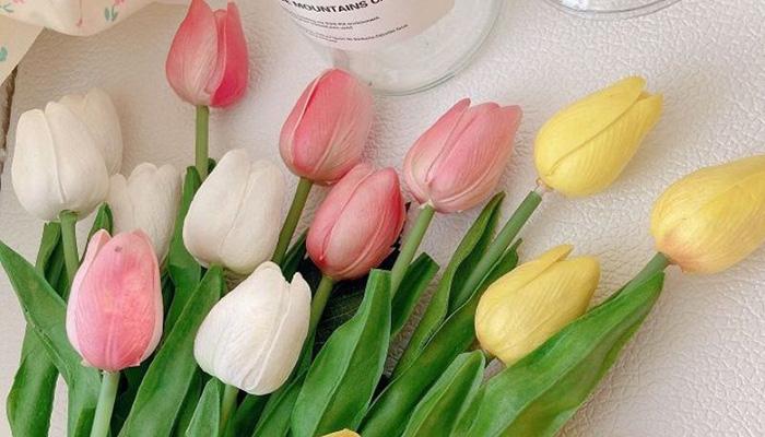 hoa tulip-duoc-ban-tai-Pity shop 2