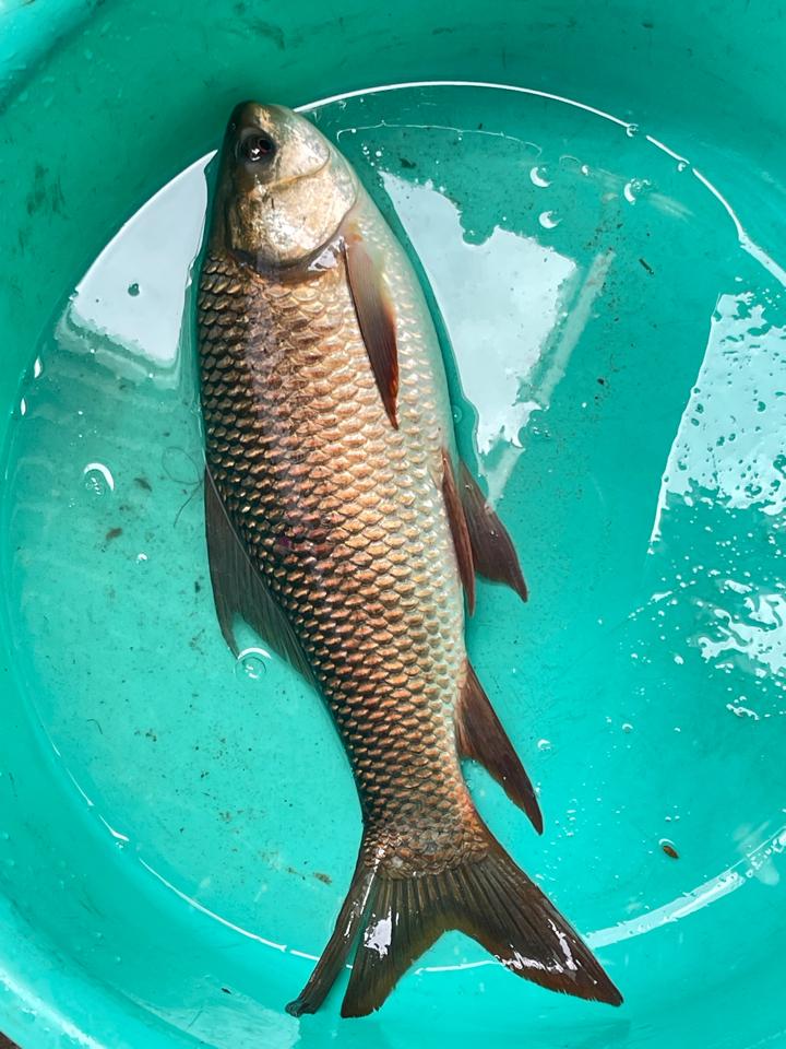 Cần Câu Tay-duoc-ban-tai-Hồ Câu Cá Giải Trí 3 Đô