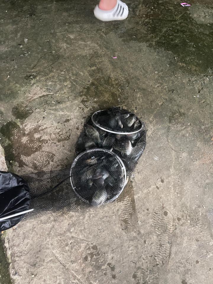 Cây tay+ thuê cần-duoc-ban-tai-Hồ Câu Cá Giải Trí 3 Đô