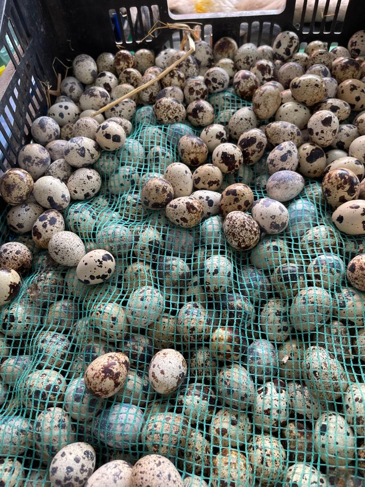 TRỨNG CÚT-duoc-ban-tai-Tâm Cờ Đỏ