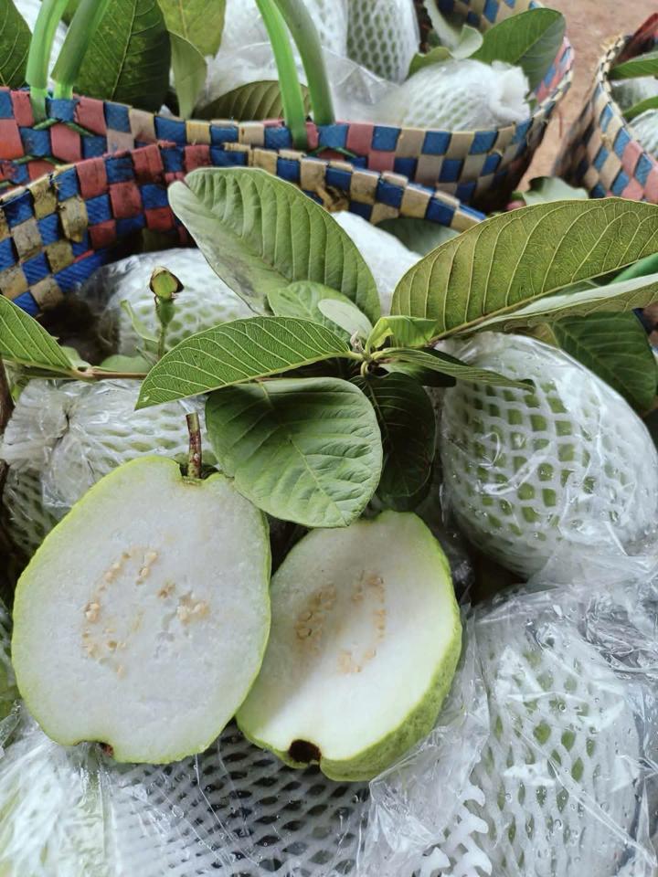 Ổi thái -duoc-ban-tai-Xoài Non Xứ Đà