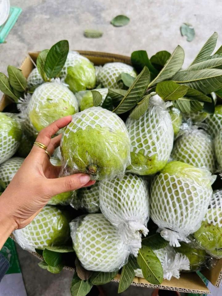 Ổi thái -duoc-ban-tai-Xoài Non Xứ Đà