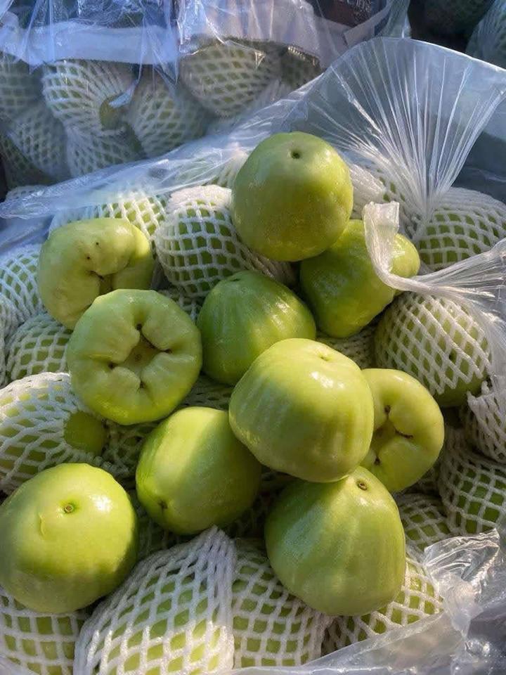 Mận xanh-duoc-ban-tai-Xoài Non Xứ Đà