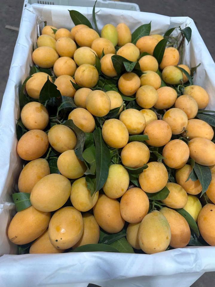 Thanh trà-duoc-ban-tai-Xoài Non Xứ Đà