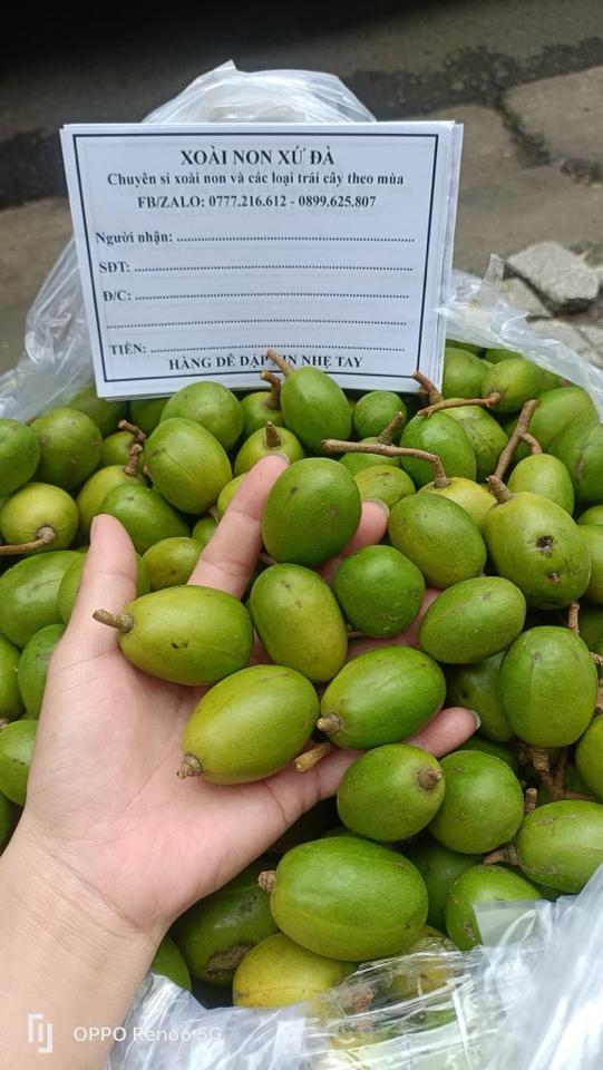 Cóc non-duoc-ban-tai-Xoài Non Xứ Đà