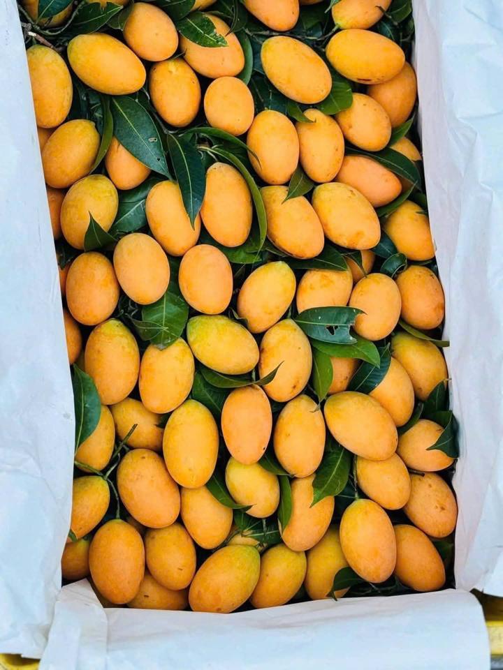 Thanh trà-duoc-ban-tai-Xoài Non Xứ Đà