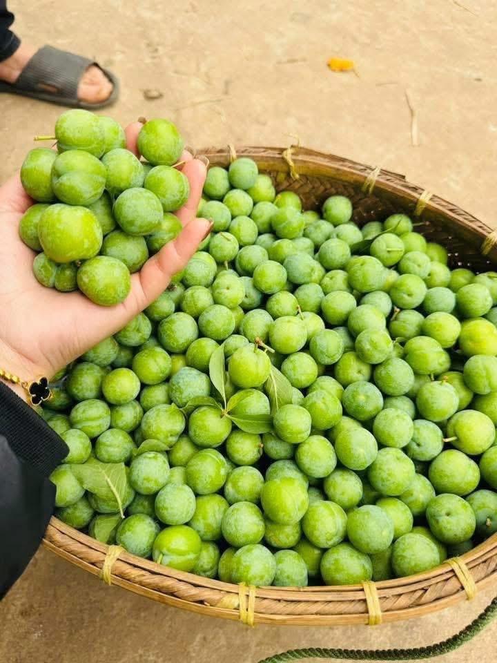 Mận cơm chọn-duoc-ban-tai-Xoài Non Xứ Đà