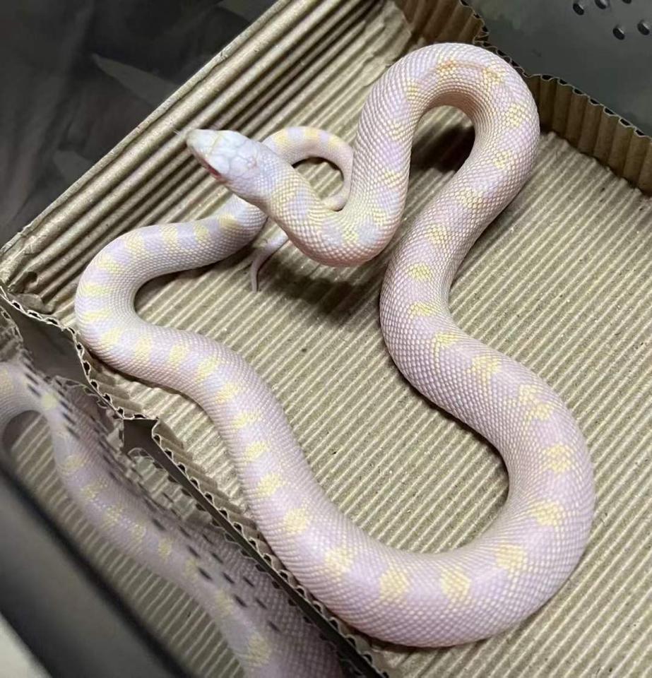 False Snow ( Albino ivory ) -duoc-ban-tai-Real Snakes