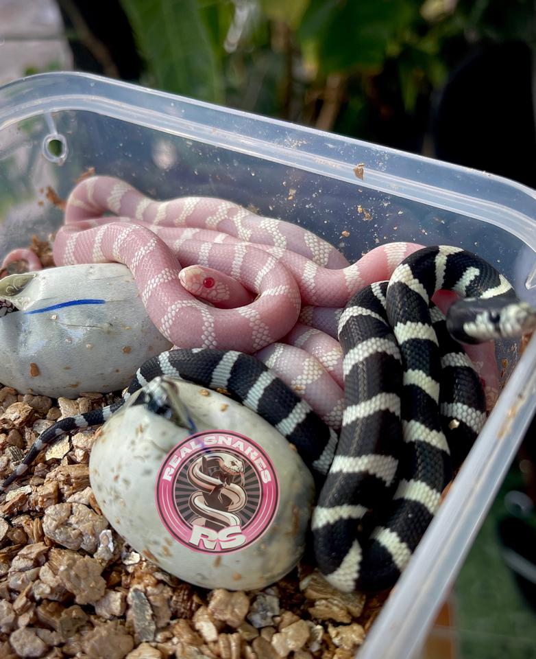 Albino Cali King Snakes-duoc-ban-tai-Real Snakes