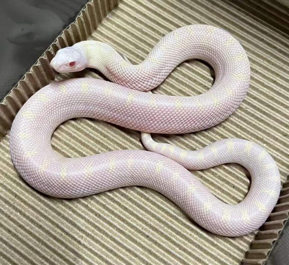 False Snow ( Albino ivory ) -duoc-ban-tai-Real Snakes