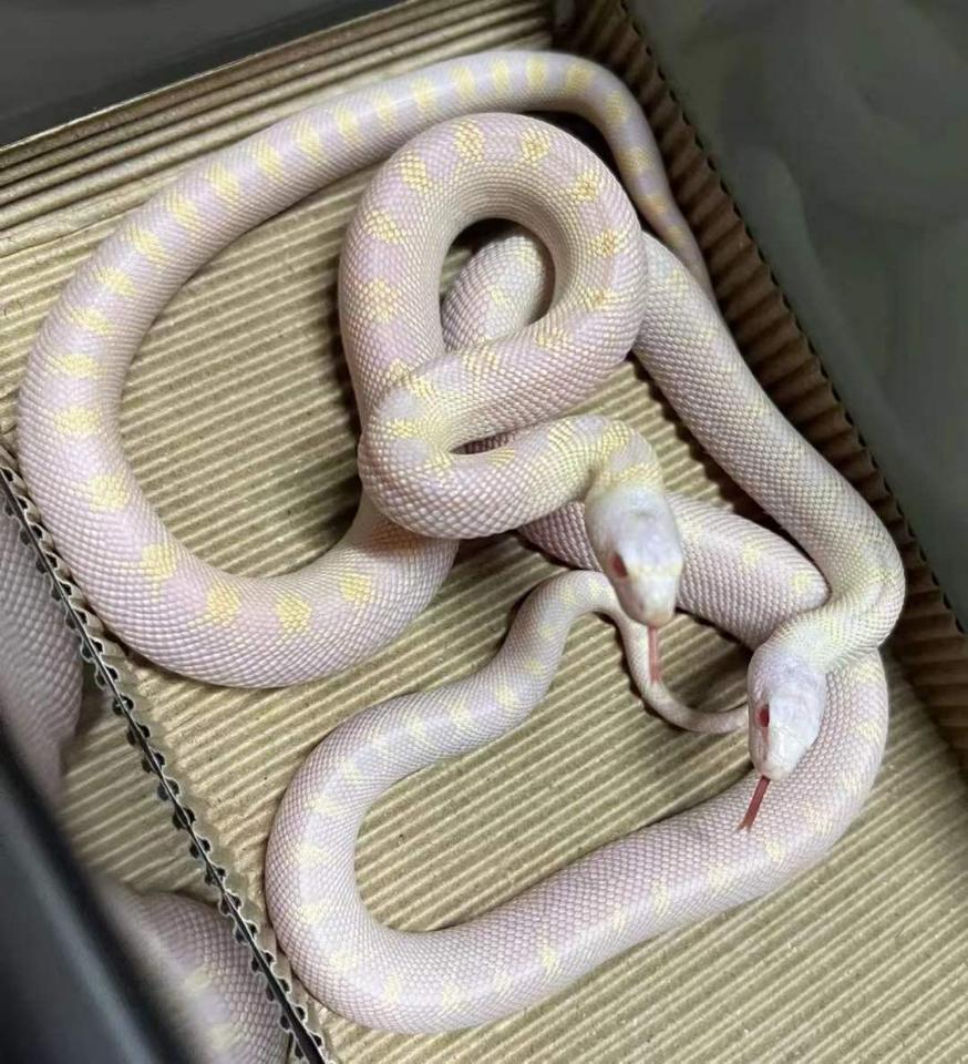 False Snow ( Albino ivory ) -duoc-ban-tai-Real Snakes