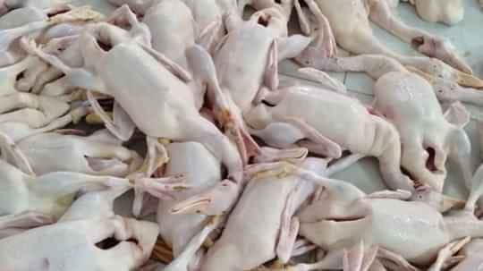 Vịt Móc-duoc-ban-tai-CTY CP ĐẦU MỐI GIA CẦM