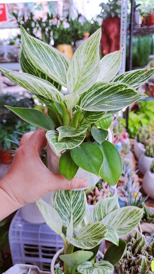 Đế vương kim cương chậu sứ cỏ-duoc-ban-tai-BiBo Garden