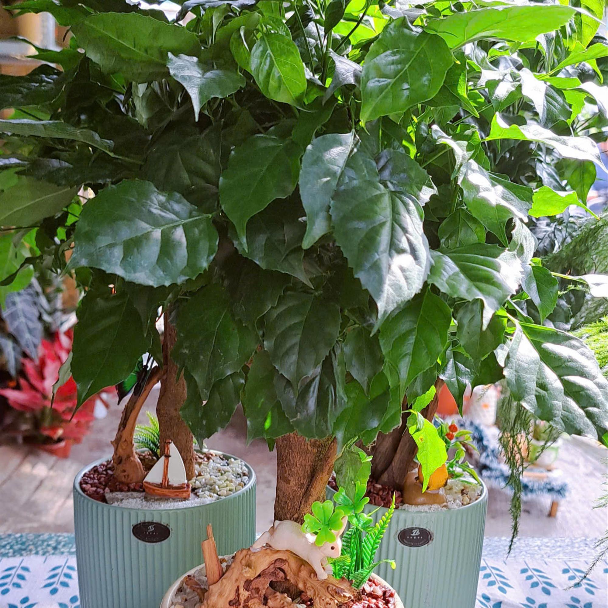 Hạnh phúc tiểu cảnh TQ-duoc-ban-tai-BiBo Garden