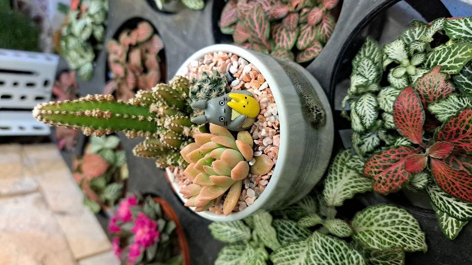 Sen đá,xương rồng chậu gốm nhật mix-duoc-ban-tai-BiBo Garden