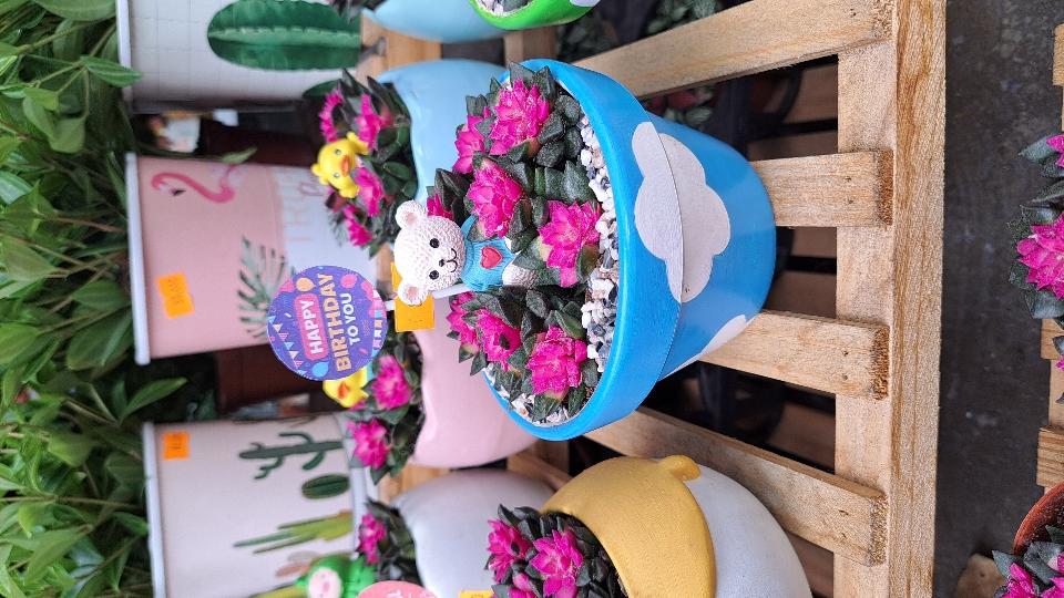 Hồng sao chậu vẽ mix gấu-duoc-ban-tai-BiBo Garden