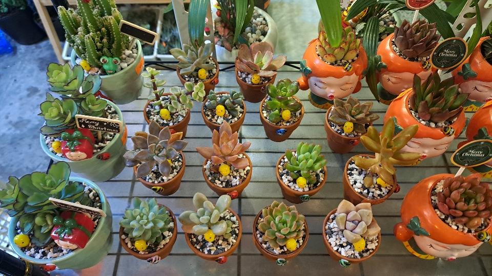 Sen mini chậu đất nung mix-duoc-ban-tai-BiBo Garden