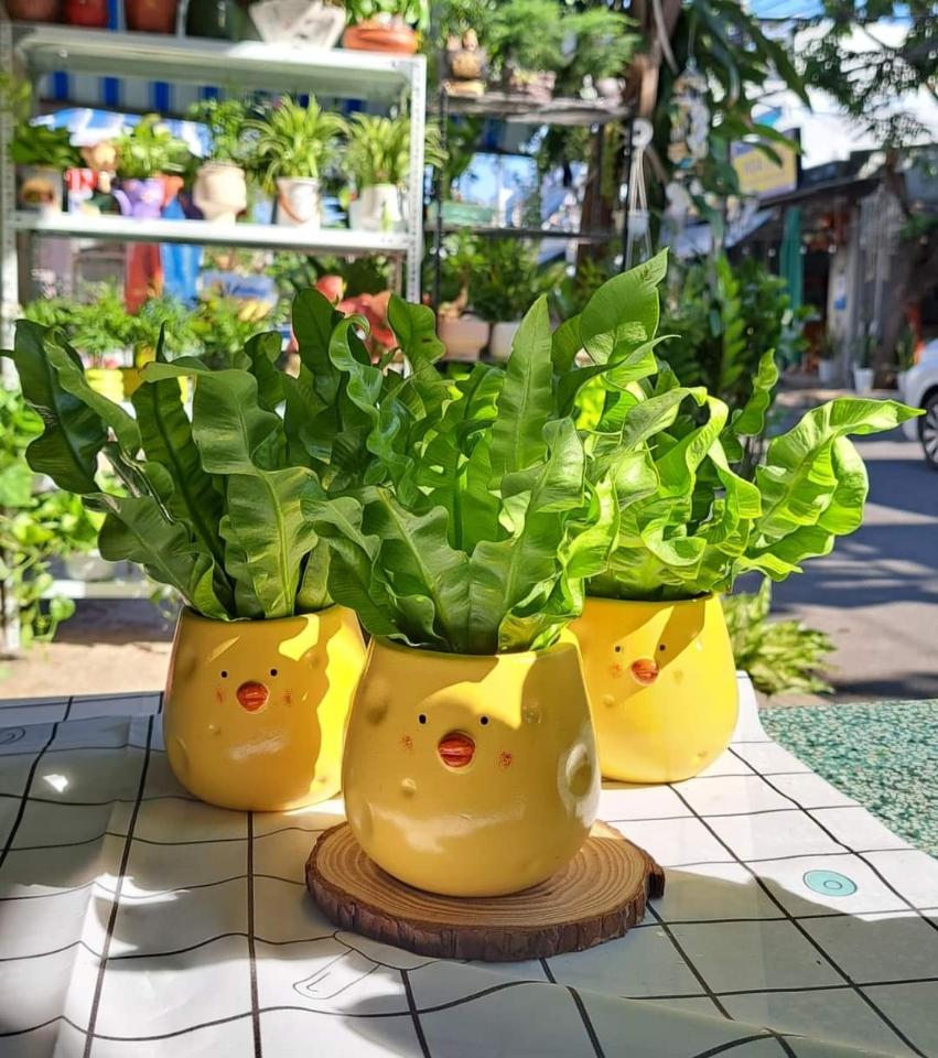 Dương xỉ tổ phụng-duoc-ban-tai-BiBo Garden